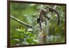 Common Brown Lemur, Madagascar-Paul Souders-Framed Photographic Print