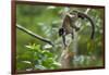 Common Brown Lemur, Madagascar-Paul Souders-Framed Photographic Print