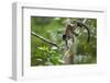 Common Brown Lemur, Madagascar-Paul Souders-Framed Photographic Print