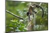 Common Brown Lemur, Madagascar-Paul Souders-Mounted Photographic Print