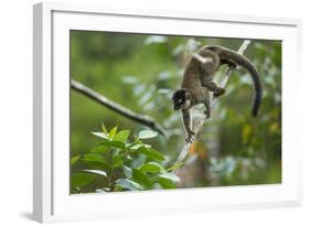 Common Brown Lemur, Madagascar-Paul Souders-Framed Photographic Print