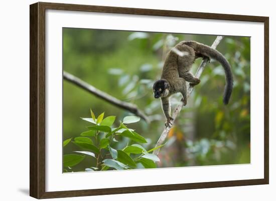 Common Brown Lemur, Madagascar-Paul Souders-Framed Photographic Print