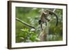 Common Brown Lemur, Madagascar-Paul Souders-Framed Photographic Print