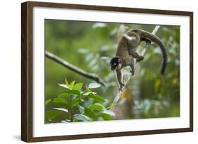 Common Brown Lemur, Madagascar-Paul Souders-Framed Photographic Print