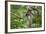 Common Brown Lemur, Madagascar-Paul Souders-Framed Photographic Print