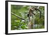 Common Brown Lemur, Madagascar-Paul Souders-Framed Photographic Print