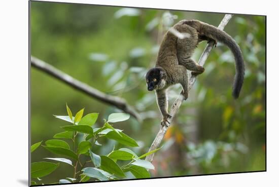 Common Brown Lemur, Madagascar-Paul Souders-Mounted Photographic Print