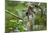 Common Brown Lemur, Madagascar-Paul Souders-Mounted Photographic Print