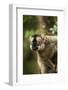 Common Brown Lemur, Madagascar-Paul Souders-Framed Photographic Print