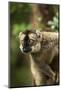 Common Brown Lemur, Madagascar-Paul Souders-Mounted Photographic Print