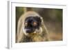 Common Brown Lemur, Madagascar-Paul Souders-Framed Photographic Print