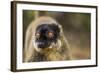 Common Brown Lemur, Madagascar-Paul Souders-Framed Photographic Print