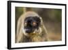 Common Brown Lemur, Madagascar-Paul Souders-Framed Photographic Print