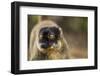 Common Brown Lemur, Madagascar-Paul Souders-Framed Photographic Print