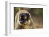 Common Brown Lemur, Madagascar-Paul Souders-Framed Photographic Print