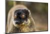 Common Brown Lemur, Madagascar-Paul Souders-Mounted Photographic Print