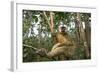 Common Brown Lemur, Madagascar-Paul Souders-Framed Photographic Print