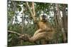 Common Brown Lemur, Madagascar-Paul Souders-Mounted Photographic Print