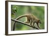 Common Brown Lemur, Madagascar-Paul Souders-Framed Photographic Print