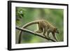 Common Brown Lemur, Madagascar-Paul Souders-Framed Photographic Print