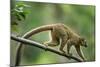 Common Brown Lemur, Madagascar-Paul Souders-Mounted Photographic Print