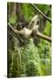 Common Brown Lemur, Madagascar-Paul Souders-Stretched Canvas