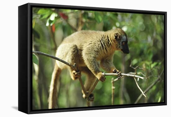 Common Brown Lemur on branch, Ile Aux Lemuriens, Andasibe, Madagascar.-Anthony Asael-Framed Stretched Canvas