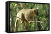 Common Brown Lemur on branch, Ile Aux Lemuriens, Andasibe, Madagascar.-Anthony Asael-Framed Stretched Canvas