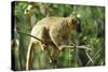 Common Brown Lemur on branch, Ile Aux Lemuriens, Andasibe, Madagascar.-Anthony Asael-Stretched Canvas