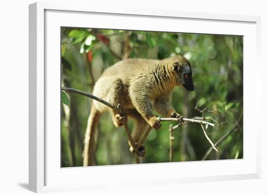 Common Brown Lemur on branch, Ile Aux Lemuriens, Andasibe, Madagascar.-Anthony Asael-Framed Photographic Print