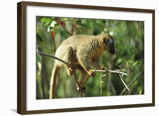 Common Brown Lemur on branch, Ile Aux Lemuriens, Andasibe, Madagascar.-Anthony Asael-Framed Photographic Print