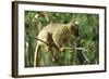 Common Brown Lemur on branch, Ile Aux Lemuriens, Andasibe, Madagascar.-Anthony Asael-Framed Photographic Print