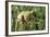 Common Brown Lemur on branch, Ile Aux Lemuriens, Andasibe, Madagascar.-Anthony Asael-Framed Photographic Print