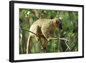 Common Brown Lemur on branch, Ile Aux Lemuriens, Andasibe, Madagascar.-Anthony Asael-Framed Photographic Print