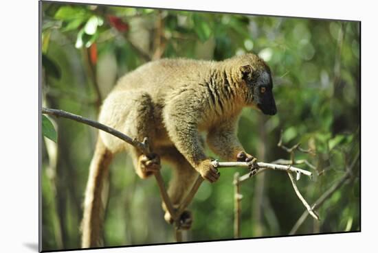 Common Brown Lemur on branch, Ile Aux Lemuriens, Andasibe, Madagascar.-Anthony Asael-Mounted Photographic Print