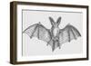 Common Brown Long-Eared Bat (Plecotus Auritus), Chiroptera-null-Framed Giclee Print