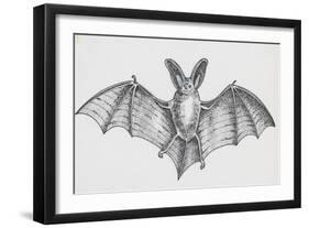 Common Brown Long-Eared Bat (Plecotus Auritus), Chiroptera-null-Framed Giclee Print