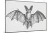 Common Brown Long-Eared Bat (Plecotus Auritus), Chiroptera-null-Mounted Giclee Print