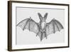 Common Brown Long-Eared Bat (Plecotus Auritus), Chiroptera-null-Framed Giclee Print