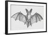 Common Brown Long-Eared Bat (Plecotus Auritus), Chiroptera-null-Framed Giclee Print