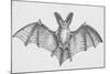 Common Brown Long-Eared Bat (Plecotus Auritus), Chiroptera-null-Mounted Giclee Print