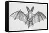 Common Brown Long-Eared Bat (Plecotus Auritus), Chiroptera-null-Framed Stretched Canvas