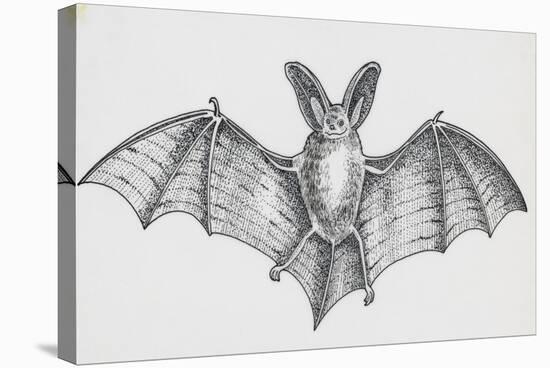 Common Brown Long-Eared Bat (Plecotus Auritus), Chiroptera-null-Stretched Canvas