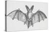Common Brown Long-Eared Bat (Plecotus Auritus), Chiroptera-null-Stretched Canvas