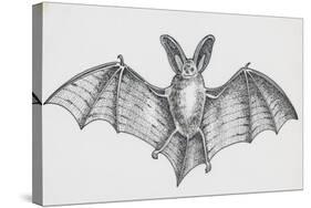 Common Brown Long-Eared Bat (Plecotus Auritus), Chiroptera-null-Stretched Canvas