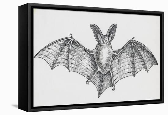 Common Brown Long-Eared Bat (Plecotus Auritus), Chiroptera-null-Framed Stretched Canvas