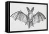 Common Brown Long-Eared Bat (Plecotus Auritus), Chiroptera-null-Framed Stretched Canvas