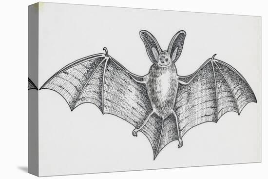 Common Brown Long-Eared Bat (Plecotus Auritus), Chiroptera-null-Stretched Canvas