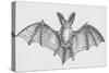 Common Brown Long-Eared Bat (Plecotus Auritus), Chiroptera-null-Stretched Canvas