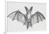 Common Brown Long-Eared Bat (Plecotus Auritus), Chiroptera-null-Framed Giclee Print